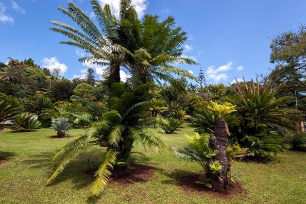 Palmfarne (Cycadales), botanischer Garten in Funchal, Jardim Botanico, Funchal, Madeira, Portugal, Europa *** Palm ferns Cycadales , Botanist Garden in Funchal, Jardim Botanico, Funchal, Madeira, Portugal, Europe Copyright: imageBROKER HarryxLaub ibxhal09812177.jpg