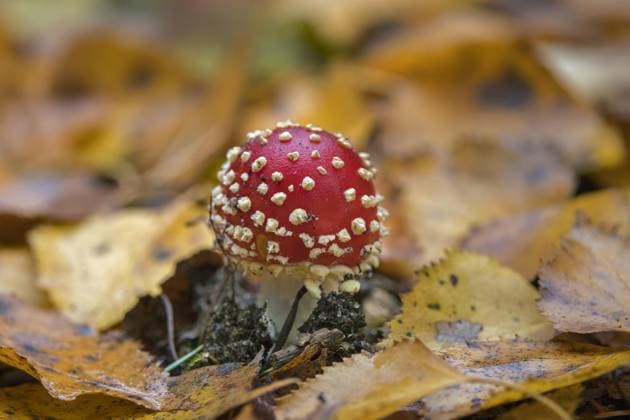  Fliegenpilz (Amanita muscaria), Fliegenpilz (Amanita), Frühstadium des Pilzes, der sich zwischen herabgefallenen Herbstblättern auf dem Waldboden bildet und weiße Schleierflecken aufweist *** Toadstool Amanita muscaria , Toadstool Amanita , Early stage of mushroom, the itself between herabgefallenen Autumn leaves at the Forest soil forms and Whites Veil stains aufweist Copyright: imageBROKER/alimdix/xArterrax/xSvenxErikxArndt ibltsm09823696.jpg