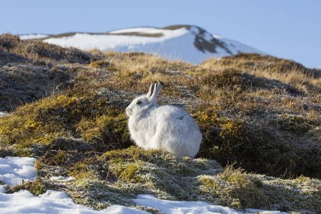 Schneehase (Lepus timidus), Alpenhase, Schneehase im weißen Winterfell im Cairngorms Nationalpark, Schottische Highlands, Schottland, UK *** Snow Hare Lepus timidus , Alpine hare, Snow Hare at white Winterfell at Cairngorms National Park, Scottish Highlands, Scotland, UK Copyright: imageBROKER alimdix xArterrax xSven-ErikxArndt ibltsm09825761.jpg