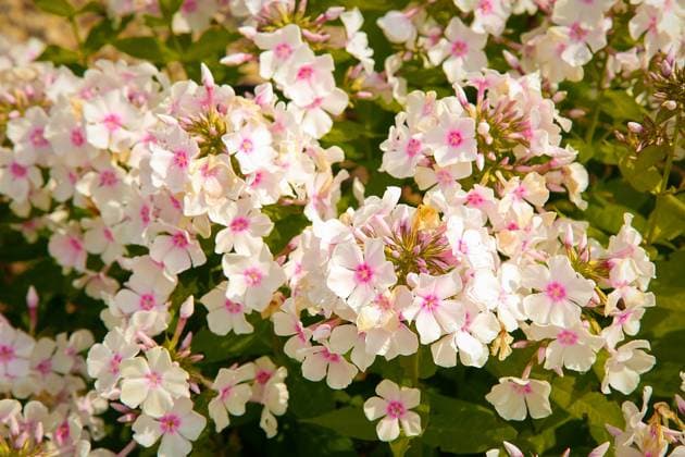 Summer bloomed small flowers pink Phlox.Texture or background , 33946020.jpg, flower, Phlox, unpretentious, fragrant, herbaceous, texture, background, plants, flowering, garden, bloom, nature, beauty, flora, green, pink, outdoor, paniculate Phlox, petal, plant, garden Phlox, color, summer, close-up, bright, floral, purple, perennial, natural, ornamental plant, spring, botany, gardening, perennial Phlox, leaf, colorful, flowers, group, fresh, season, decorative, flowering Plant, paniculate, pattern, pink flower, Botanical, small, love, lush RECORD DATE NOT STATED