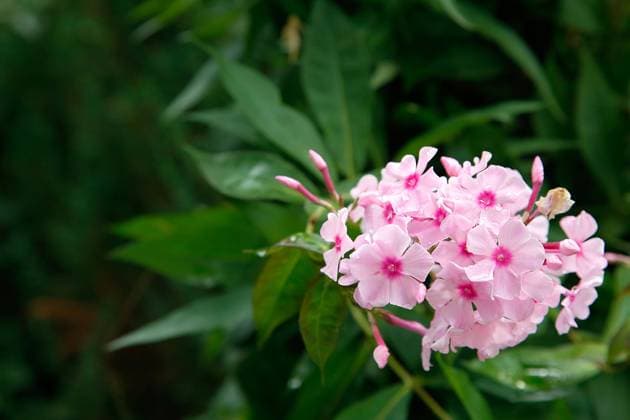 In the Park in the summer bloomed pink Phlox.Texture or background , 33946162.jpg, flower, Phlox, unpretentious, fragrant, herbaceous, texture, background, plants, flowering, garden, bloom, nature, beauty, flora, green, pink, outdoor, paniculate Phlox, petal, plant, garden Phlox, color, summer, close-up, bright, floral, purple, perennial, natural, ornamental plant, spring, botany, gardening, perennial Phlox, leaf, colorful, flowers, group, fresh, season, decorative, flowering Plant, paniculate, pattern, pink flower, Botanical, small, love, lush RECORD DATE NOT STATED