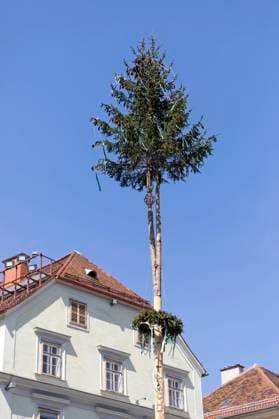 Maibaum mit zwei Gipfeln, Österreich *** Maypole with Two Summits, Austria 1065531381