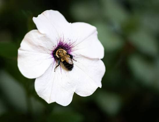 Close up of bee gathering pollen in the center of white flower. Kingston, Ontario, Canada R_DOHO231110Q-1282323-01
