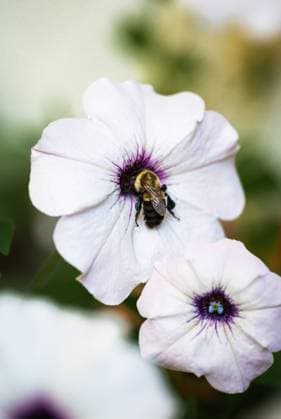 Close up of bee gathering pollen in the center of white flower. Kingston, Ontario, Canada R_DOHO231110Q-1282329-01