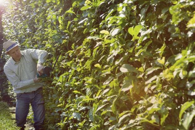 Gardener Cutting Hedge with Electric Trimmer United Kingdom Kent  Copyright: JuttaxKlee fStopImages2054145 ,model released, Symbolfoto