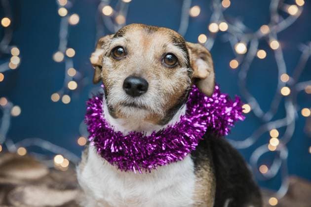 Dog Wearing Christmas Tinsel  Copyright: JuttaxKlee fStopImages2054173