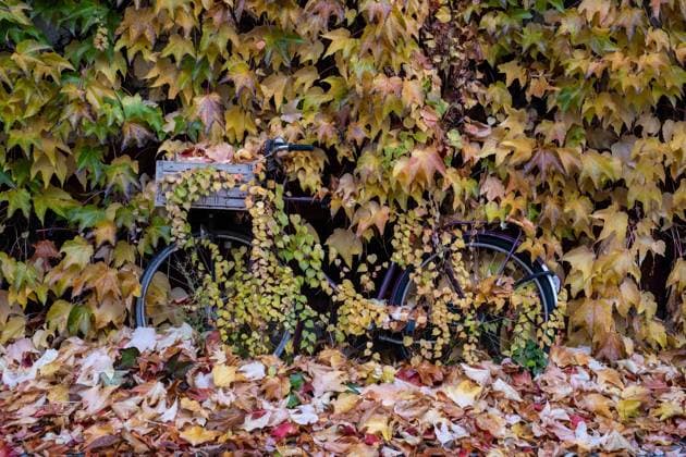 Von herbstlich gefärbten Ranken überwuchertes Fahrrad an einer begrünten Hausfassade in der Gudvanger Straße in Berlin-Prenzlauer Berg. Bicycle overgrown with autumn-colored vines on a green façade in Gudvanger Strasse in Berlin-Prenzlauer Berg. Herbst in Berlin *** Bicycle overgrown with autumn colored vines on a green façade in Gudvanger Strasse in Berlin Prenzlauer Berg Bicycle overgrown with autumn colored vines on a green façade in Gudvanger Strasse in Berlin Prenzlauer Berg Herbst in Berlin 1051SnP20231112.JPG