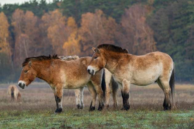 Przewalskipferde im Wildpark Schorfheide in Groß Schönebeck (Landkreis Barnim) im Biosphärenreservat Schorfheide-Chorin. *** Przewalskis horses in the Schorfheide Wildlife Park in Groß Schönebeck in the Barnim district of the Schorfheide Chorin Biosphere Reserve