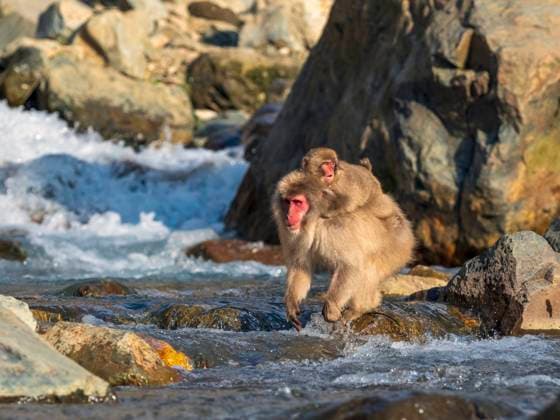 Schneeaffe, Schnee-Affe, Japanmakak, Japanmakake, Japan-Makak, Japanmakake, Japan-Makake, Rotgesichtsmakak, Rotgesichts-Makak, Rotgesichts-Makake, Rotgesichtsmakake (Macaca fuscata), Mutter mit Kind ueberquert einen Gebirgsbach, Seitenansicht, Japan, Jigokudani Monkey Park Japanese macaque, snow monkey (Macaca fuscata), mother with child crossing a mountain stream, side view, Japan, Jigokudani Monkey Park BLWS696714 *** Snow monkey, Snow Monkey, Japanmakak, Japanese macaque, Japan Makak, Japanese macaque, Japan Macaque, Red-faced macaque, Rotgesichts Makak, Rotgesichts Macaque, Rotgesichtsmakake Macaca fuscata , Mother with Child Crosses a Mountain stream, Side view, Japan, Jigokudani Monkey Park Japanese macaque, Snow Copyright: xblickwinkel AGAMI J.xPeltomaekix