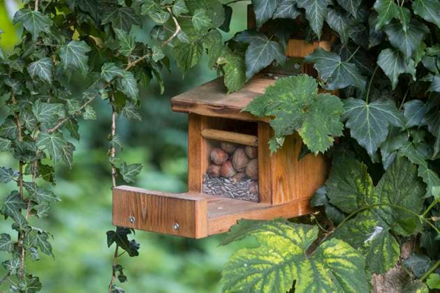 Europaeisches Eichhoernchen, Eurasisches Eichhoernchen, Eichhoernchen (Sciurus vulgaris), selbstgebautes Futterhaeuschen fuer Eichhoernchen European red squirrel, Eurasian red squirrel (Sciurus vulgaris), homemade feeder for squirrels BLWS697313 *** european Eichhoernchen, Eurasian Eichhoernchen, Squirrels Sciurus vulgaris , Selbstgebautes Futterhaeuschen for Squirrels European Red squirrel, EURASIAN Red Squirrel Sciurus vulgaris , Homemade Feeder for Squirrels BLWS697313 Copyright: xblickwinkel F.xHeckerx