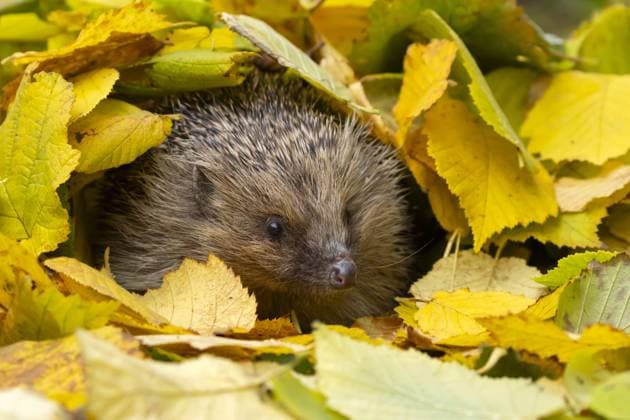 A European hedgehog looks out from a pile of fallen Autumn leaves in Suffolk. Hedgehogs are becoming less common due to factors such as habitat loss and the rising incidence of diseases like lungworm in the United Kingdom. Across the nation, numerous individuals are extending assistance to the creatures by operating rescue facilities exclusively for hedgehogs. Where: Suffolk, United Kingdom When: 13 Nov 2023 Credit: Kevin Sawford Cover Images EDITORIAL USE ONLY. NOT FOR USE BY NEWSPAPERS BASED IN THE UK. Copyright: xKevinxSawfordx 53206671