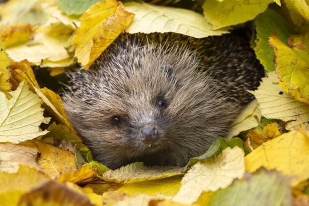 A European hedgehog looks out from a pile of fallen Autumn leaves in Suffolk. Hedgehogs are becoming less common due to factors such as habitat loss and the rising incidence of diseases like lungworm in the United Kingdom. Across the nation, numerous individuals are extending assistance to the creatures by operating rescue facilities exclusively for hedgehogs. Where: Suffolk, United Kingdom When: 13 Nov 2023 Credit: Kevin Sawford Cover Images EDITORIAL USE ONLY. NOT FOR USE BY NEWSPAPERS BASED IN THE UK. Copyright: xKevinxSawfordx 53206672