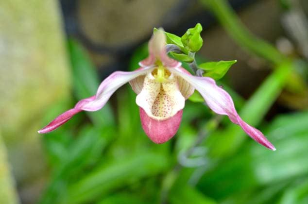 Orchid at Longwood Gardens , 4644280.jpg, Orchid, Longwood, Longwood Gardens, Pennsylvania, Orchid Room, RECORD DATE NOT STATED