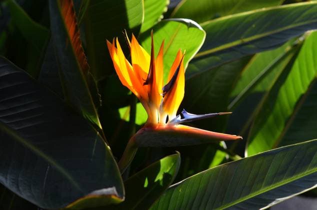 Bird of Paradise with sun coming through , 4644296.jpg, Bird of Paradise with sun coming through, Bird of Paradise, Longwood Gardens, Longwood, Backlit Bird of Paradise, Tropical flower, RECORD DATE NOT STATED
