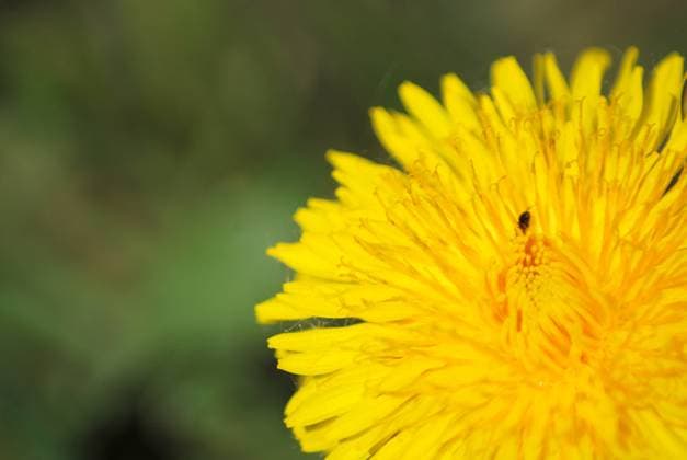 coltsfoot bloom on green background - Tussilago farfara in macro , 4877288.jpg, coltsfoot, foalfoot, bloom, blossom, macro, close up, summer, background, flower, botany, floral, flora, nature, plant, tussilago, farfara, botanical, bright, closeup, green, healthy, meadow, medical, medicine, natural, outdoors, petal, sun, wild, wildflower, yellow, dandelion, RECORD DATE NOT STATED