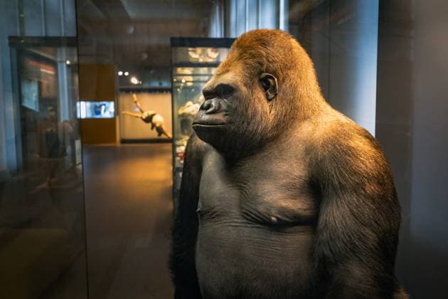 Berlin Mitte, Museum für Naturkunde, Naturkundemuseum, Invalidenstraße, Gorilla Bobby - 15.11.2023 Museum