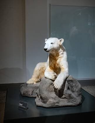 Berlin Mitte, Museum für Naturkunde, Naturkundemuseum, Invalidenstraße, Eisbär Knut - 15.11.2023 Museum