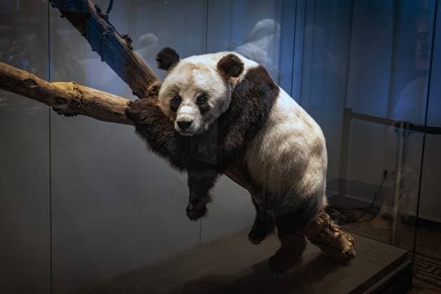Berlin Mitte, Museum für Naturkunde, Naturkundemuseum, Invalidenstraße, Panda Bao Bao - 15.11.2023 Museum