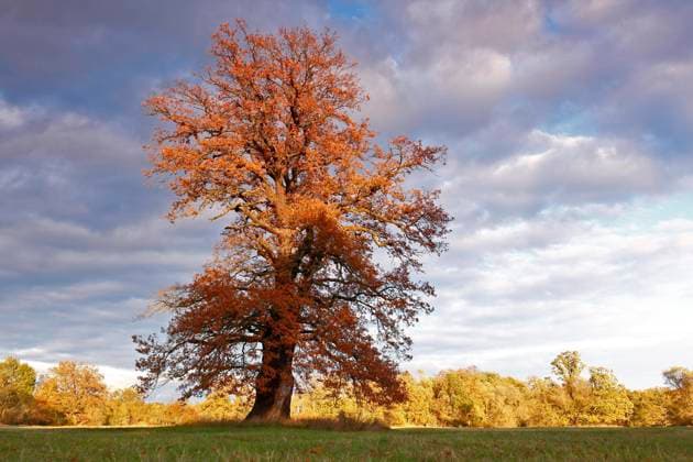  Alte Solitäreiche auf einer Wiese im Abendlicht mit Herbstlaub, Biosphärenreservat Mittlere Elbe, Sachsen-Anhalt, Deutschland, Europa *** Old Solitaire kingdoms at a Meadow at Evening light with Autumn leaves, Biosphere reserve Middle Elbe, Saxony Anhalt, Germany, Europe Copyright: imageBROKER/VolkerxLautenbach ibxmmv09841123.jpg