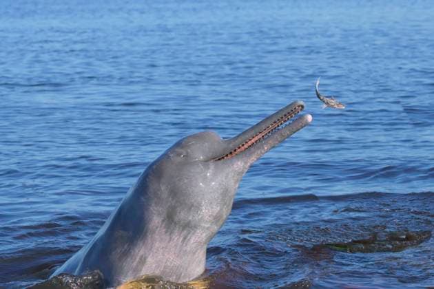 Hunting Amazon River Dolphin (Pink Amazon Dolphin (Inia geoffrensis), Rio Negro, Manaus, Amazonia State, Brazil, South America Copyright: G&MxTherin-Weise 1131-1917