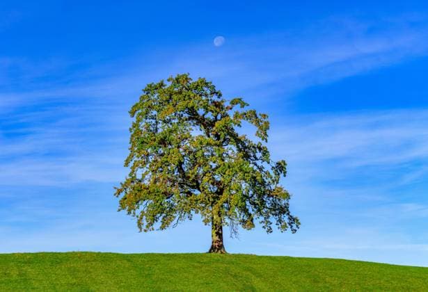 Einzelner Baum auf einem Hügel im Spätsommer, Münsing, Bayern, Deutschland, Europa Einzelner Baum auf einem Hügel im Spätsommer, Münsing, Bayern, Deutschland, Europa *** Single tree on a hill in late summer, Münsing, Bavaria, Germany, Europe Single tree on a hill in late summer, Münsing, Bavaria, Germany, Europe