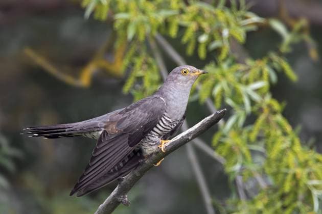  Kuckuck (Cuculus canorus), Männchen, in einem Baum vor blauem Himmel sitzend *** Cuckoo Cuculus canorus , Male, in a Tree before blue Sky sitting Copyright: imageBROKER/alimdix/xArterrax/xSven-ErikxArndt ibltsm09850507.jpg