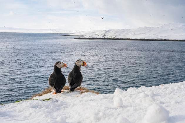 Creative Highlights World Papageitaucher (Fratercula arctica) im Winter vor verschneiter Landschaft, Insel Hornoya, Hornøya, Vardø, Varanger Halbinsel, Troms og Finnmark, Norwegen, Europa *** Puffins Fratercula arctica at Winter before Verschneiter Landscape, Island Hornoya, Hornøya, Vardø, Varanger Peninsula, Troms og Finnmark, Norway, Europe Copyright: imageBROKER/RobertxHaasmann ibxroh09850679.jpg