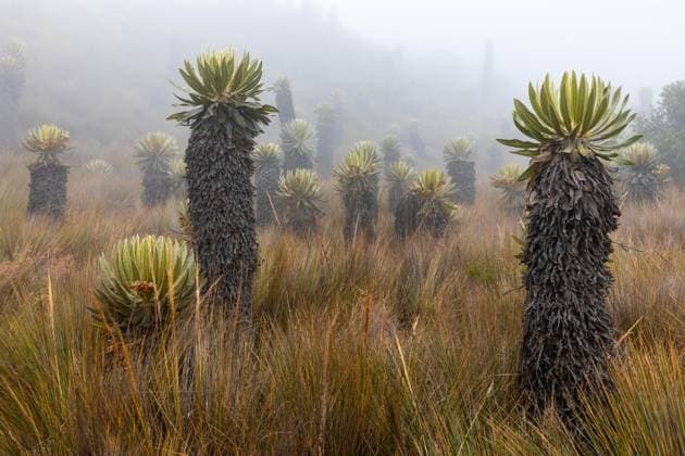 Creative Highlights World Frailejones (Espeletia), Korbblütehngewächse (Asteraceae), Natural Los Nevados, Zona De Ingreso Al Nevado Del Ruiz *** Frailejones Espeletia , Basket flowering plants Asteraceae , Natural Los Nevados, Zona de Ingreso Al Nevado Del Ruiz Copyright: imageBROKER/WolfgangxVeeser ibxwve09829869.jpg