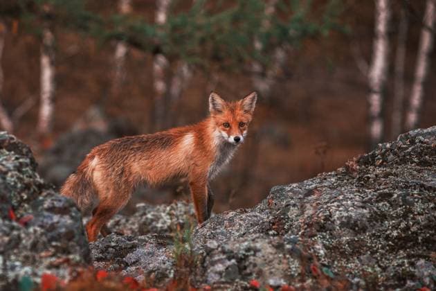 Curious red fox in its natural habitat. Curious red fox in its natural habitat. Altai nature reserve Copyright: xZoonar.com RuslanxOlinchukx 14384368