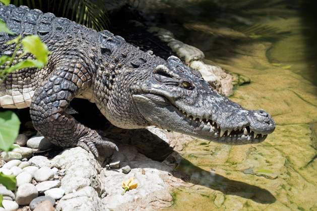 Siamese Crocodile (Crocodylus siamensis), Thailand Siamese Crocodile (Crocodylus siamensis), Thailand, Credit:Henry Ausloos Avalon  Copyright: xHenryxAusloosx xAvalonx 0521239383