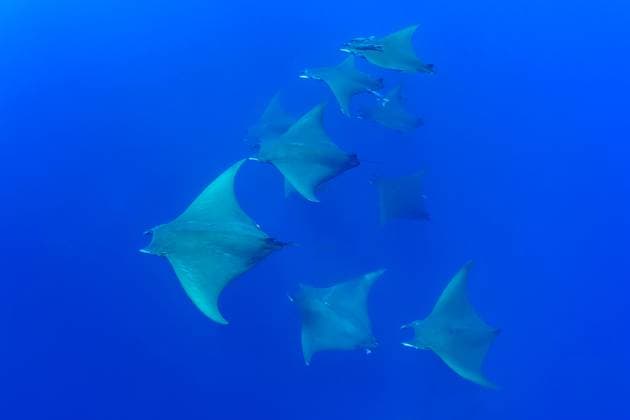Creative Highlights World A school of Mobula rays gliding through the deep blue waters of the Azores Islands showcasing their impressive fins and streamlined bodies Model Released ArturoVigil_ID17624_533230_001 Copyright: xArturoxVigilx