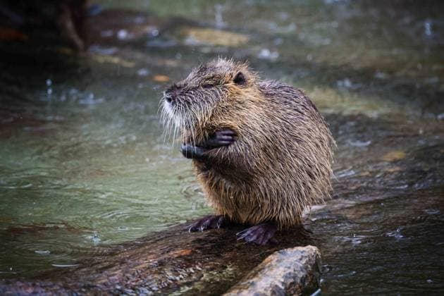 12.11.2023, Poing, GER, Unterwegs in Deutschland, Fototermin, Themenbild, Verschiedene Themenbilder, Symbolbild, Tiere, im Bild Nutria, Die (selten: das) Nutria (Myocastor coypus), auch Biberratte oder seltener Sumpfbiber, Schweifbiber, Schweifratte oder Coypu genannt, ist eine aus Südamerika stammende und in Mitteleuropa angesiedelte Nagetierart. Sie wird entweder in einer eigenen Familie, Myocastoridae, oder als Unterfamilie Myocastorinae innerhalb der Stachelratten (Echimyidae) eingeordnet. Nach neueren molekularen Analysen (aufgrund homologer DNA-Sequenzen, mitochondrialer und nuklearer Gene) gehört die Gattung unzweifelhaft zu den Echimyidae. Sie ist hier der einzige wasserlebende (semiaquatische) Vertreter in einer Gruppe sonst bode