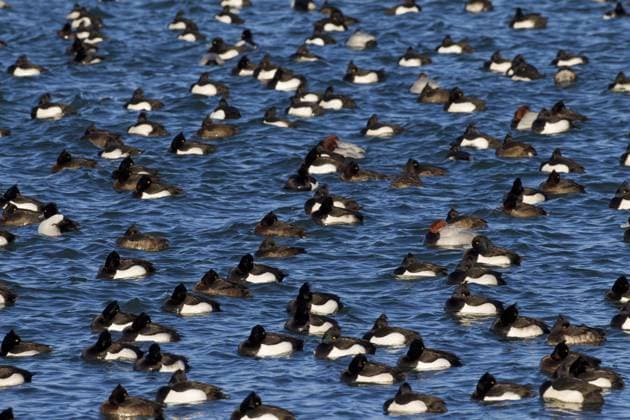 Creative Highlights World Reiherente (Aythya fuligula) rastet im Winter auf einem See, Deutschland, Europa *** Tufted Duck Aythya fuligula rests at Winter at a See, Germany, Europe Copyright: imageBROKER/alimdix/xArterrax/xSven-ErikxArndt ibltsm09881883.jpg