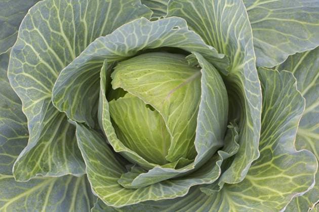 Weißkohl, Holländischer Kohl (Brassica oleracea convar. capitata var. alba) auf dem Feld *** White cabbage, Dutch Kohl Brassica oleracea convar capitata Var Alba at the Field Copyright: imageBROKER alimdix xArterrax xSven-ErikxArndt ibltsm09882259.jpg