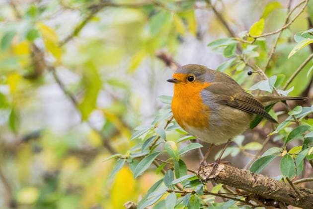 Rotkehlchen (Erithacus rubecula), sitzt auf kahlem Zweig, herbstliches Bokeh, Hessen *** Robin erithacus rubecula , sits at kahlem Zweig, Herbstliches Bokeh, Hesse Copyright: imageBROKER WilfriedxMartin ibxwma09857509.jpg