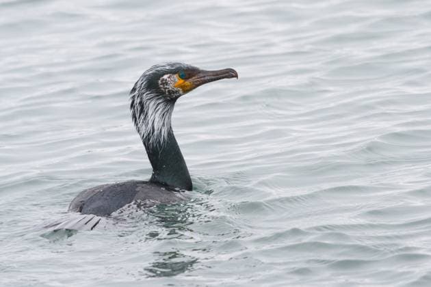 Creative Highlights World Japankormoran, Japan-Kormoran (Phalacrocorax capillatus), schwimmend, Japan, Hokkaido Japanese cormorant, Temminck s cormorant (Phalacrocorax capillatus), swimming, Japan, Hokkaido BLWS698451 *** Japanese cormorant, Japan Cormorant Phalacrocorax capillatus , floating, Japan, Hokkaido Japanese cormorant, temminck S Cormorant Phalacrocorax capillatus , swimming, Japan, Hokkaido BLWS698451 Copyright: xblickwinkel AGAMI S.xPricex