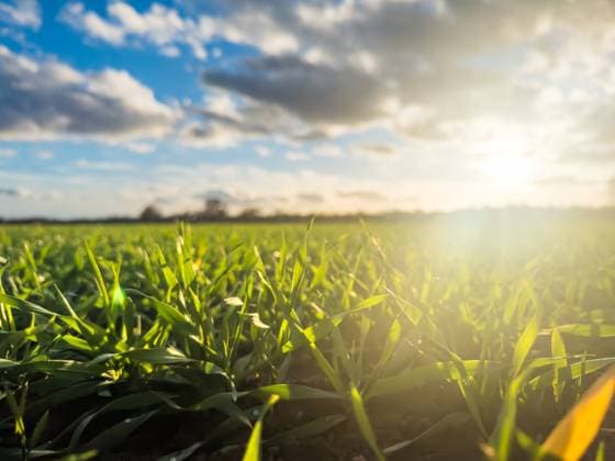 Langweid, Bavaria, Germany - November 20, 2023: Plants growing in an agricultural field. Field is illuminated by the sun s rays at sunset *** Pflanzen wachsen auf einem landwirtschaftlichen Feld. Acker wird von Sonnenstrahlen bei Sonnenuntergang angestrahlt