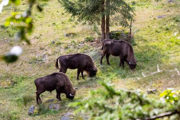  Wisent (Bison bonasus) Deutschland (c) *** Bison Bison bonasus Germany C Copyright: imageBROKER/HermannxBrehm ibxhbr09862953.jpg