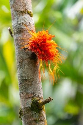 Creative Highlights World Brownea macrophylla, blüht an Baum, El Valle, Kolumbien, Südamerika *** Brownea macrophylla, blooms to Tree, El Valle, Colombia, South America Copyright: imageBROKER/WolfgangxVeeser ibxwve09829809.jpg