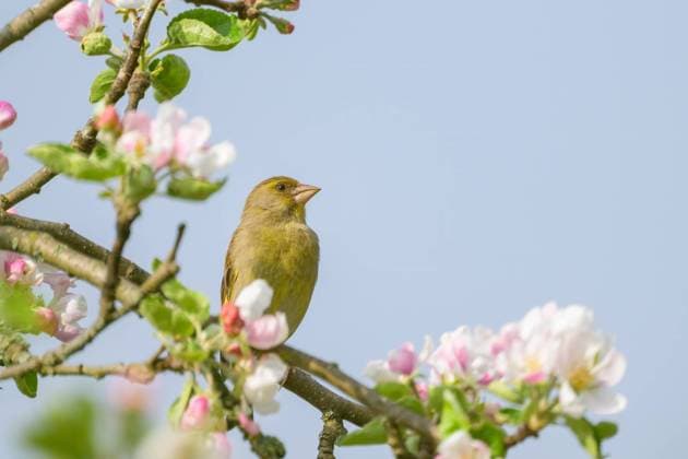 A European Greenfinch sitting on an apple tree, early morning in springtime Aflenz Austria