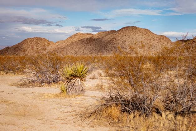 Creative Highlights World Joshua tree mountains touching the blue sky Joshua Tree, California, United States R_EYFM231120-1292024-01