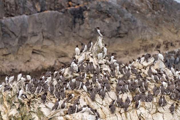 Trottellummen Trottellummen Uria aalge an der Küste des Pembrokeshire Coast National Park, Pembrokeshire, Wales, Großbritannien, Europa Guillemots Uria aalge at the Pembrokeshire Coast National Park, Pembrokeshire, Wales, United Kingdom of Great Britain, Europe *** Guillemots Guillemots Uria aalge at the Pembrokeshire Coast National Park, Pembrokeshire, Wales, United Kingdom of Great Britain, Europe Guillemots Uria aalge at the Pembrokeshire Coast National Park, Pembrokeshire, Wales, United Kingdom of Great Britain, Europe