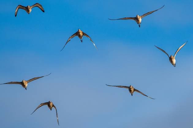 Creative Highlights World Uferschnepfe (Limosa limosa), Vögel im Flug über den Sümpfen zur Winterzeit *** Black-tailed Godwit Limosa Limosa , Birds at Flight via the Swamps to Wintertime Copyright: imageBROKER/MaciejxOlszewski ibxmao09837219.jpg