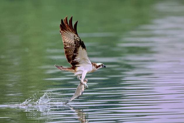 Creative Highlights World Fischadler, Fisch-Adler (Pandion haliaetus), im Flug mit erbeutetem Fisch, Deutschland, Mecklenburg-Vorpommern, Malchiner See osprey, fish hawk (Pandion haliaetus), in flight with captured fish, Germany, Mecklenburg-Western Pomerania, Malchiner See BLWS698776 *** Osprey, Fish Adler Pandion haliaetus , at Flight with erbeutetem Fish, Germany, Mecklenburg Western Pomerania, Malchiner Lake osprey, Fish HAWK Pandion haliaetus , in Flight With captured fish, Germany, Mecklenburg Western Pomerania, Malchiner Lake BLWS698776 Copyright: xblickwinkel H.xDutyx