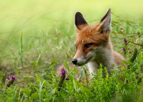 Portrait of red fox (Vulpes vulpes) lying in grass, Volkertshausen Baden-Württemberg Deutschland BSTF00240