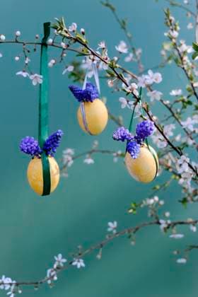 Easter eggs hanging from blossoming branches, Hamburg Hamburg Deutschland Altes Land GISF00993