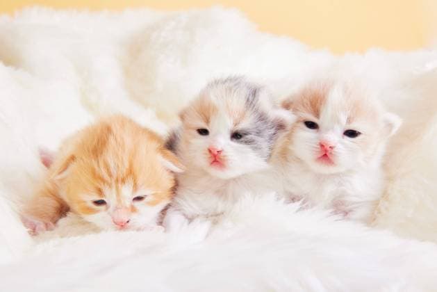 Kittens AFLO227722699  , 227722699.jpg, ,property released