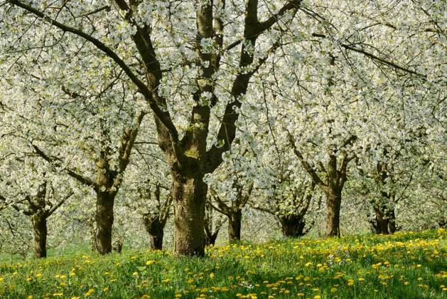 Germany, Baden-Wurttemberg, White blossoming cherry trees, RUEF04147