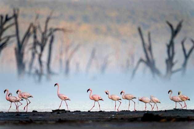 Creative Highlights World Nakuru national park, The lesser flamingo is the smallest species of flamingo (CTKxPhoto OndrejxZaruba) CTKPhotoF202311240021801  CTKPhotoF202311240021801