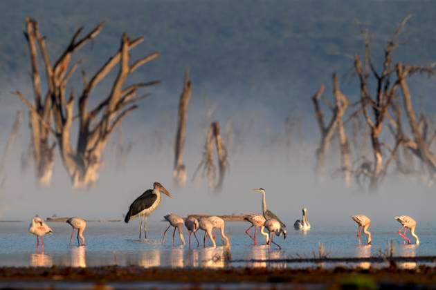 Nakuru national park, The lesser flamingo is the smallest species of flamingo (CTKxPhoto OndrejxZaruba) CTKPhotoF202311240022901  CTKPhotoF202311240022901